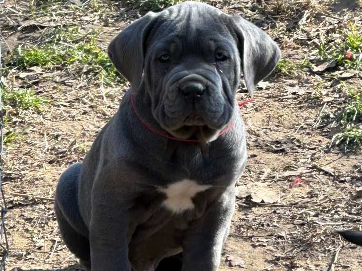Chiots Cane Corso LOF à vendre