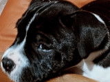 2 adorables chiots Staffy LOF à vendre