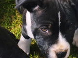 2 adorables chiots Staffy LOF à vendre