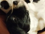 2 adorables chiots Staffy LOF à vendre
