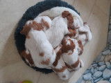 Chiots mâles Épagneul Breton à vendre