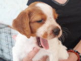 Chiots mâles Épagneul Breton à vendre