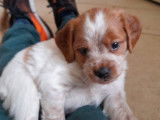 Chiots mâles Épagneul Breton à vendre