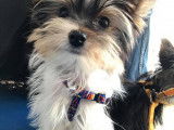 Mâle Yorkshire Biewer disponible pour saillie