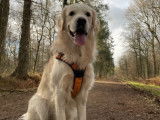 Mâle Golden Retriever disponible pour saillie