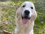 Mâle Golden Retriever disponible pour saillie