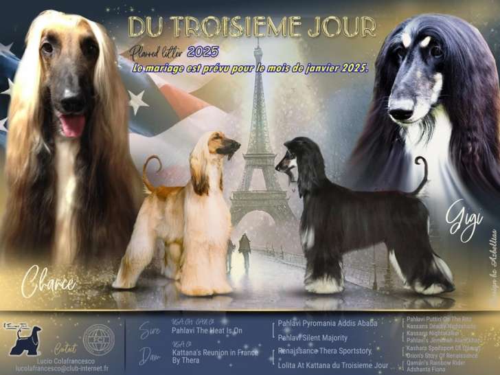 Chiots Lévrier Afghan à naître