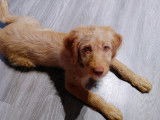 Femelles Labradoodle à vendre