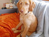 Femelles Labradoodle à vendre