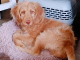 Femelles Labradoodle à vendre