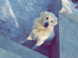 Chien Golden Retriever LOF disponible pour saillie
