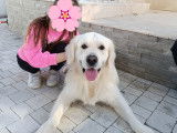 Chien Golden Retriever LOF disponible pour saillie