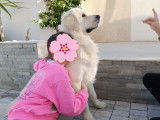 Chien Golden Retriever LOF disponible pour saillie