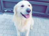 Chien Golden Retriever LOF disponible pour saillie