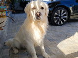 Chien Golden Retriever LOF disponible pour saillie