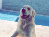 Chien Golden Retriever LOF disponible pour saillie
