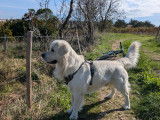 Chien Golden Retriever LOF disponible pour saillie