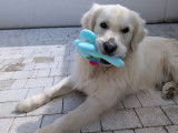Chien Golden Retriever LOF disponible pour saillie