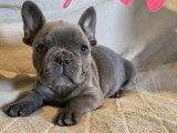 Chiots Bouldogue Français bleus avec pedigree à vendre