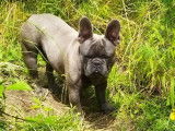 Chiots Bouldogue Français bleus avec pedigree à vendre