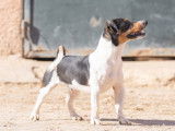 Fanzi, Jack Russel à adopter