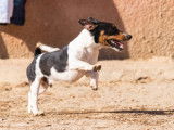 Fanzi, Jack Russel à adopter