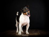 Fanzi, Jack Russel à adopter