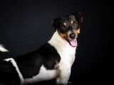 Fanzi, Jack Russel à adopter