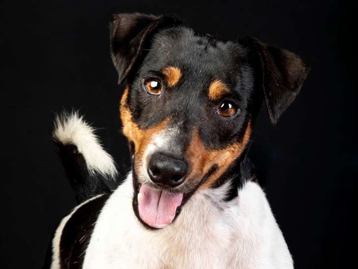Fanzi, Jack Russel à adopter