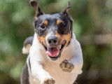 Fanzi, Jack Russel à adopter