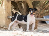 Fanzi, Jack Russel à adopter