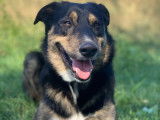 Mâle Beauceron croisé Border Collie disponible pour saillie