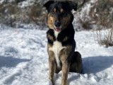 Mâle Beauceron croisé Border Collie disponible pour saillie