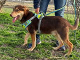 Adoption disponible : chiot croisé mâle marron de 10 mois