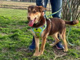 Adoption disponible : chiot croisé mâle marron de 10 mois
