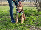 Adoption disponible : chiot croisé mâle marron de 10 mois