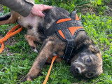 Chiot femelle bringé de 9 mois disponible à l'adoption