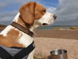Disponible à l'adoption : chien BEAGLE LEMON de 6 ans