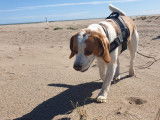 Disponible à l'adoption : chien BEAGLE LEMON de 6 ans