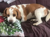 Disponible à l'adoption : chien BEAGLE LEMON de 6 ans