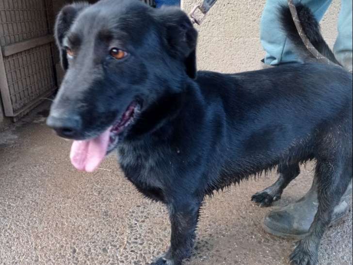 Prêt pour l'adoption : chien croisé noir de 2 ans