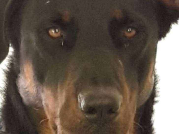 À la recherche d'un foyer : chien Beauceron noir et feu de 3 ans