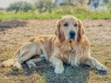 Mâle Golden Retriever LOF disponible pour saillie