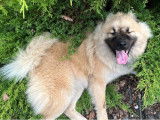 Recherche m&acirc;le Eurasier pour Saillie