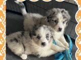 Chiots Berger Australien
