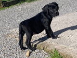 Chiots Cane Corso à vendre