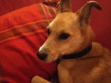 Disponible à l'adoption : chienne beige âgée de 11 ans