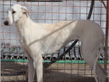 Disponible à l'adoption, chienne Galgo blanche de 2 ans