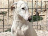 Disponible à l'adoption, chienne Galgo blanche de 2 ans