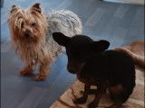 Prêt pour l'adoption, chien Yorkshire terrier fauve de 9 ans